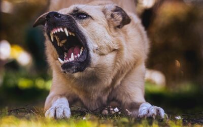 Dog Bite Insurance Claims & How to Prevent Them